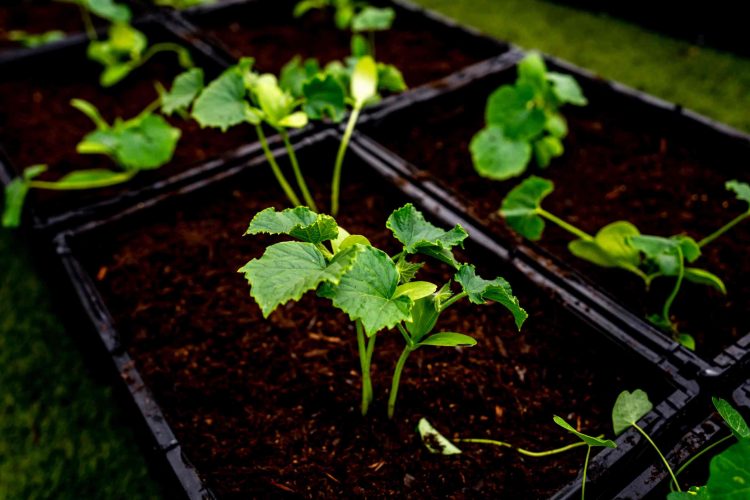 Our Commitment to Sustainability