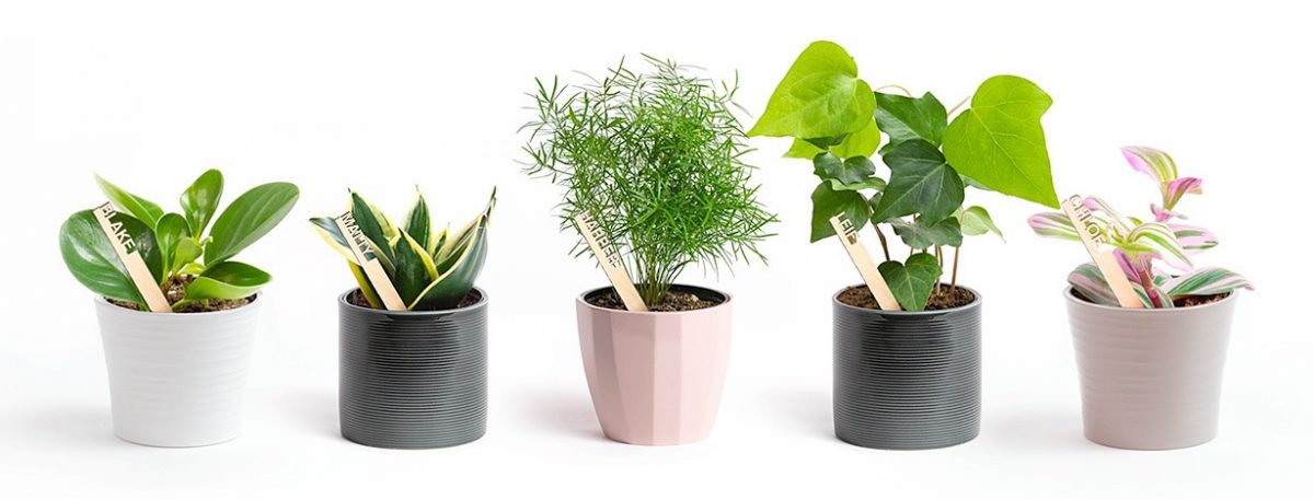 Plants with Personalities
