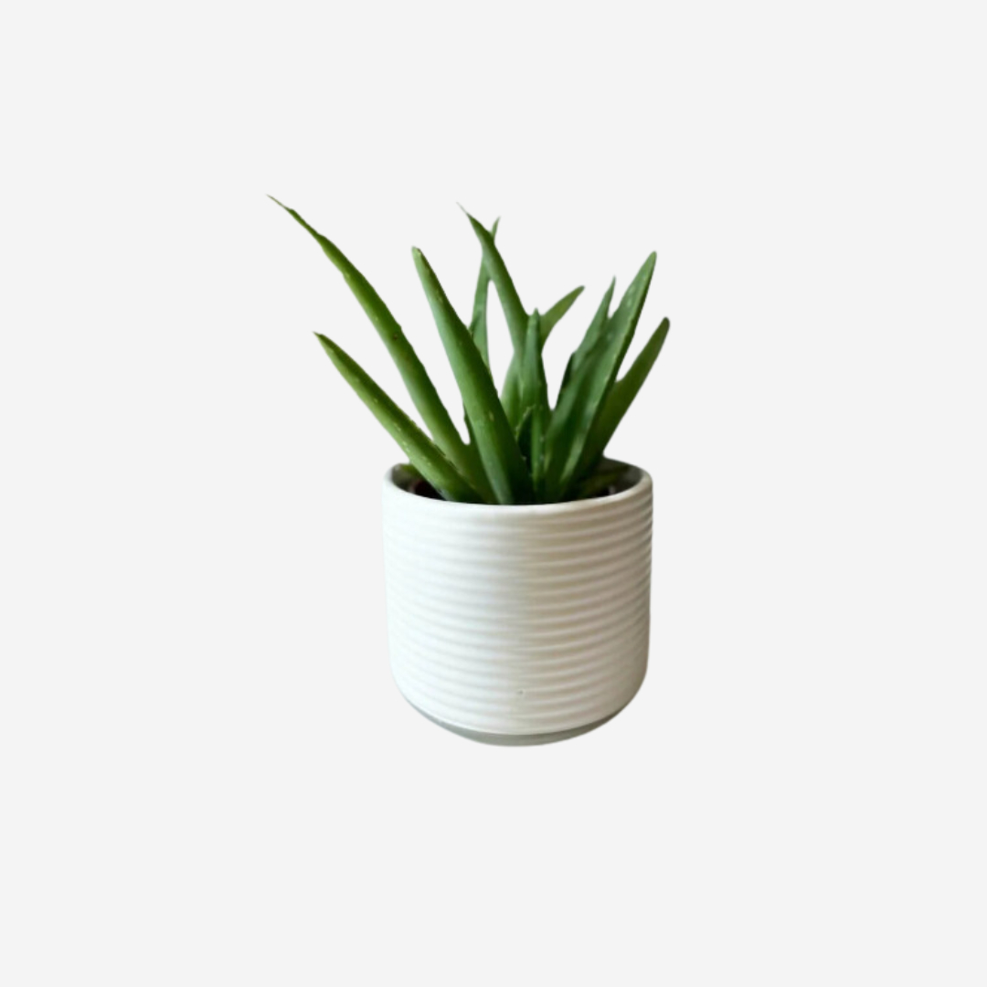 Aloe Vera Glass Earth