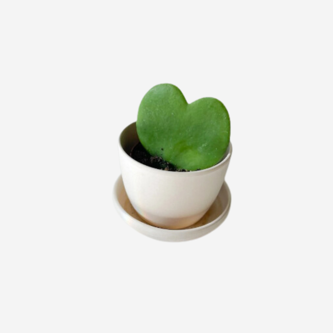 Hoya Heart Glass Earth